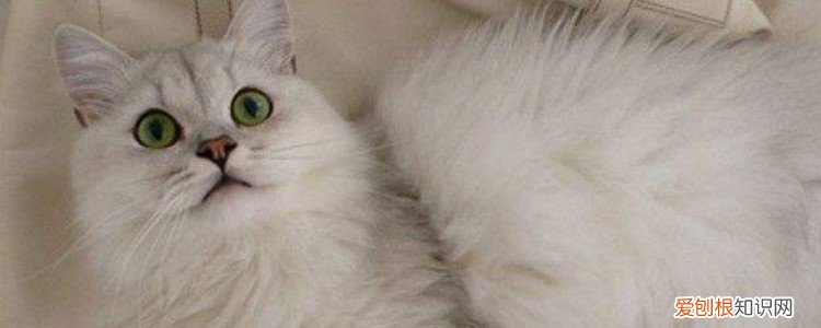 猫咪嘴上长肉芽怎么办,猫咪嘴上肉芽肿怎么治,猫咪嘴上肉芽肿怎么治疗