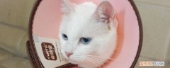 猫咪疱疹病毒有症状吗,猫咪疱疹病毒症状,猫咪疱疹病毒感染的症状，猫得了疱疹病毒的症状