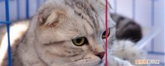 什么原因会引起猫咪肝脏问题,猫咪肝脏受损的原因,猫咪肝脏不好的原因