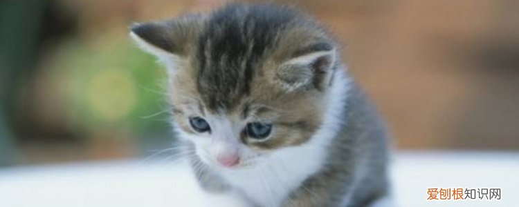 小猫拉稀绿色水状,小猫拉绿色的稀,小猫拉稀绿色水状打焉,猫咪拉黄绿色稀便水状