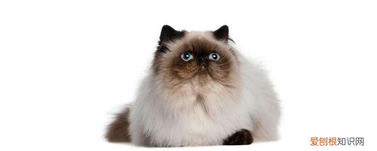 传腹猫死前症状,猫传腹死前症状,猫传腹死前的症状,猫传腹临死前的症状
