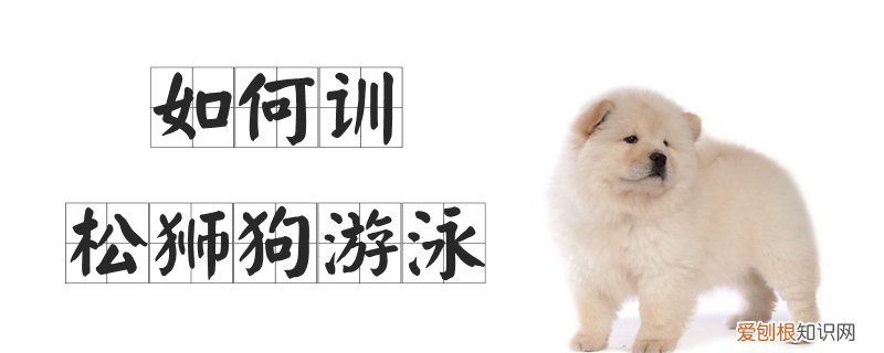 如何训松狮狗游泳,如何训松狮狗游泳视频