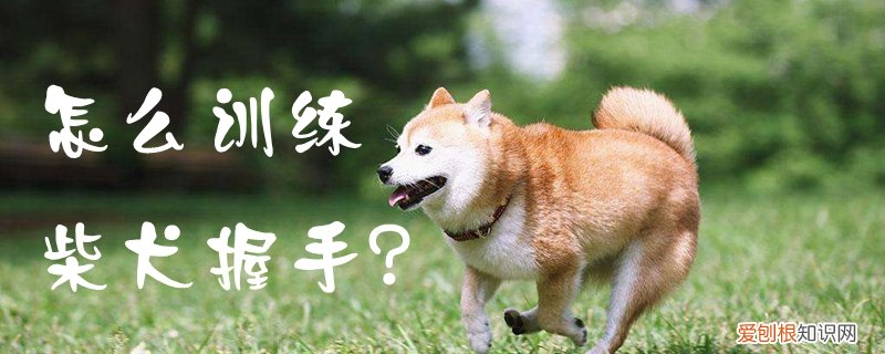 怎么训练柴犬握手,怎么样训练狗狗握手