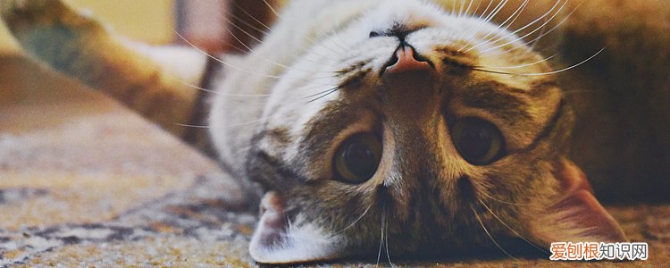 乳果糖猫咪吃了死了,小猫吃乳果糖死了,小猫乳果糖吃了后死了,猫咪吃完乳果糖多久恢复正常