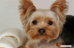 约克夏幼犬适合新手养吗 多少钱一只