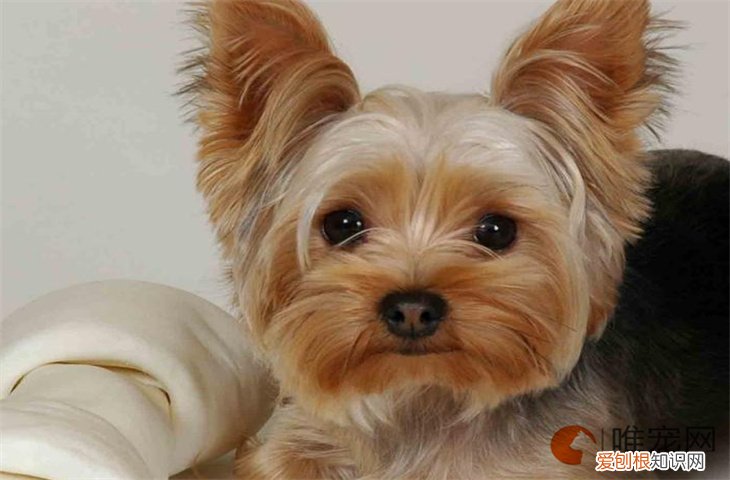 约克夏幼犬适合新手养吗 多少钱一只