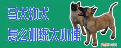 马犬幼犬怎么训练大小便，马犬幼犬怎么训练大小便呢