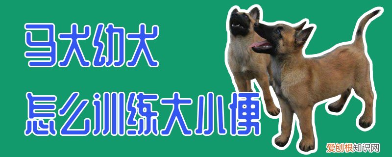 马犬幼犬怎么训练大小便，马犬幼犬怎么训练大小便呢