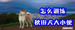 怎么训练秋田犬大小便，怎么训练秋田犬大小便的能力
