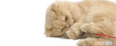 安乐死前猫咪知道吗,猫知道要安乐死了吗,安乐死之前猫知道吗，猫猫能安乐死吗