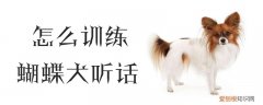 怎么训练蝴蝶犬听话，蝴蝶犬听话吗