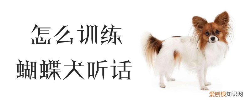怎么训练蝴蝶犬听话，蝴蝶犬听话吗