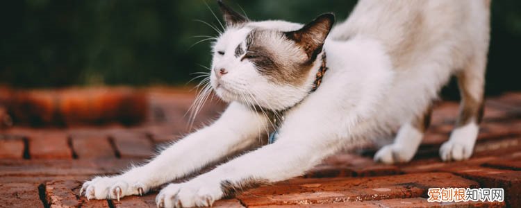 小猫抓伤出血有事吗,小猫抓伤出血要不要打血清,小猫抓伤出血要不要打狂犬疫苗