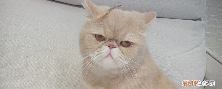 如何判断加菲猫鼻支,加菲猫如何知道得了猫的鼻支,加菲猫鼻支症状,猫咪得鼻支