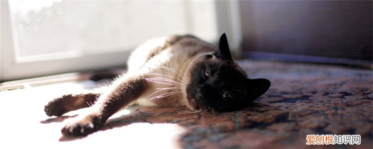 猫尿路感染怎么治,猫尿路感染怎么治疗,猫尿路感染怎么引起的,猫尿路感染用药