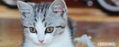 猫咪尿频怎么办,猫咪尿频尿少怎么办,猫咪尿频尿急怎么办，公猫咪尿频尿少怎么办