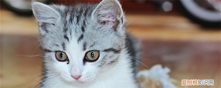猫咪尿频怎么办,猫咪尿频尿少怎么办,猫咪尿频尿急怎么办，公猫咪尿频尿少怎么办
