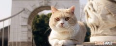 84消毒液能清猫瘟吗,84消毒液能杀死猫瘟病毒吗,84消毒液能杀死猫瘟吗