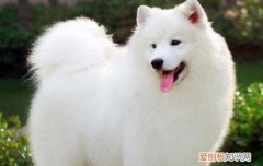 养萨摩耶的缺点 萨摩耶真的养不熟吗