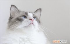猫身上长小疙瘩能挤出白色的东西,猫身上长小疙瘩还出血,猫身上长小疙瘩还结巴