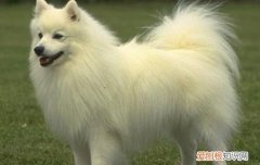 银狐犬是什么性格 银狐犬一生认几个主人