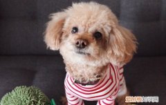 蚊子会咬狗狗吗为什么 蚊子会咬狗狗吗