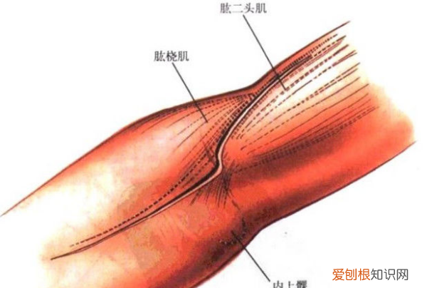 肱桡肌位置图，肱肌和肱桡肌有什么区别