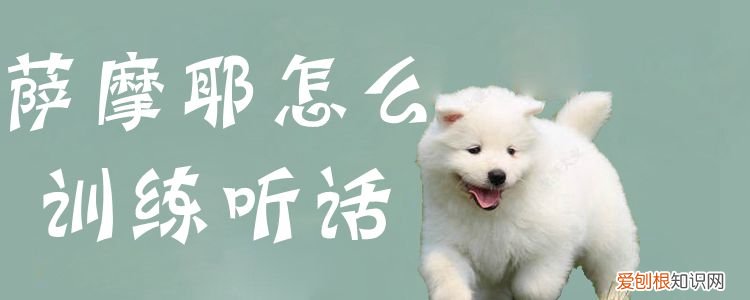 萨摩耶怎么训练听话,如何训萨摩耶