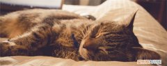 猫得了猫癣抹什么药膏,猫得了猫癣抹什么药,猫藓应该抹什么药，猫咪得了猫癣涂什么药膏