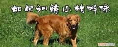 如何训练小狗游泳，狗狗游泳需要教吗