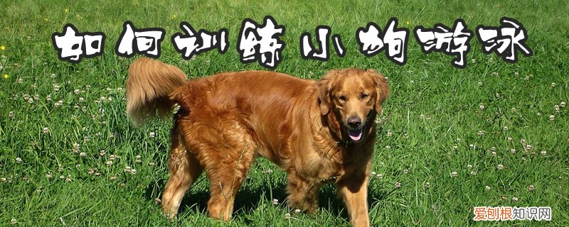 如何训练小狗游泳，狗狗游泳需要教吗