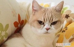 美短猫吐了是什么原因,成年猫吐了是什么原因,我家猫吐了是什么原因