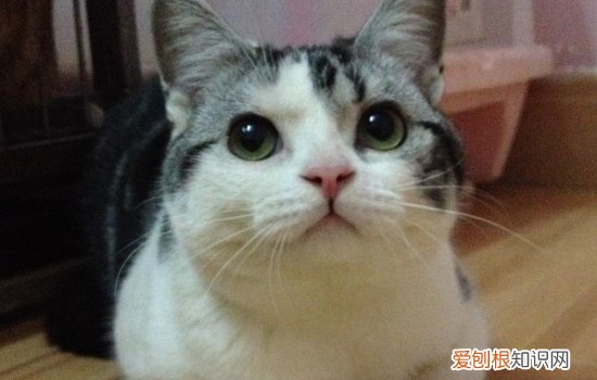 美短猫吐了是什么原因,成年猫吐了是什么原因,我家猫吐了是什么原因