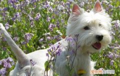 西高地白梗犬要剪毛吗 西高地白梗犬掉毛吗