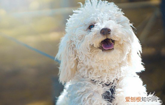幼犬几个月可以带出门 幼犬一般多大可以带出门