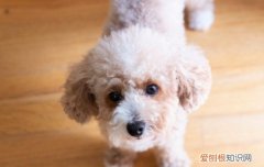 狗狗可以喝豆浆吗博美 狗狗可以喝豆浆吗