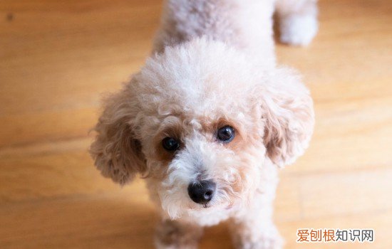 狗狗可以喝豆浆吗博美 狗狗可以喝豆浆吗