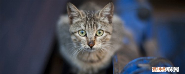 猫咪身上长红疹,猫咪身上长红疹子,猫咪身上起红疹，猫咪浑身起疹子