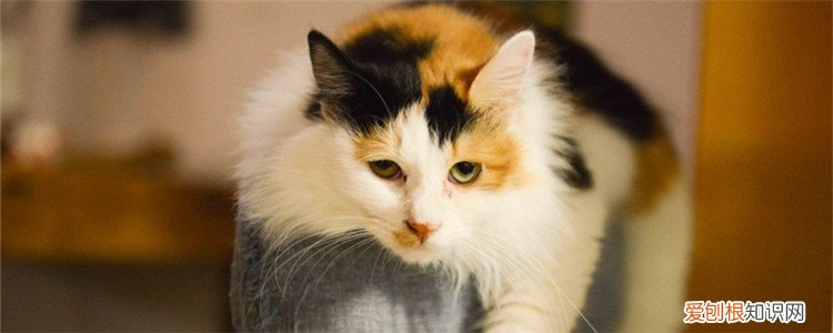 猫咪肛门出血,猫咪肛门出血怎么回事,猫咪肛门出血怎么办,猫咪肛门出血什么原因