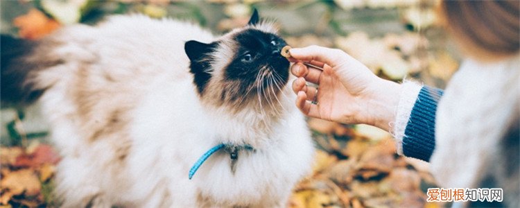 猫咪滴虫会传染人吗,猫咪得了滴虫会传染人吗,猫咪滴虫会不会传染给人