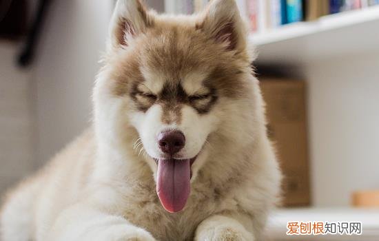 雨天怎么遛狗拉屎 下雨怎么遛狗怎么出去拉屎