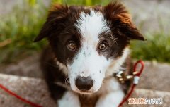 狗可以吃蚕豆吗? 狗狗可以吃蚕豆吗