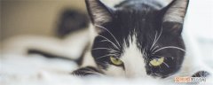 猫咪结膜炎,猫咪结膜炎用什么药好,猫咪结膜炎的症状，治疗猫结膜炎用什么药