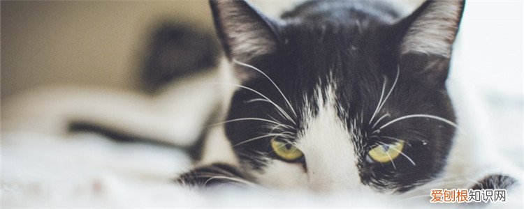 猫咪结膜炎,猫咪结膜炎用什么药好,猫咪结膜炎的症状，治疗猫结膜炎用什么药