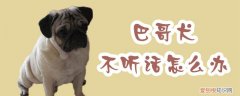 巴哥犬不听话怎么办，巴哥犬脾气差怎么办