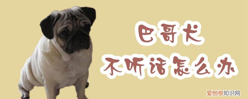 巴哥犬不听话怎么办，巴哥犬脾气差怎么办