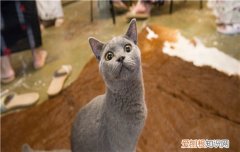 猫膀胱炎出院后还是会死吗,猫得了膀胱炎能自愈吗，公猫膀胱炎会死吗
