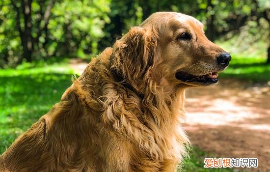狗不能喝汽水 狗能喝汽水吗