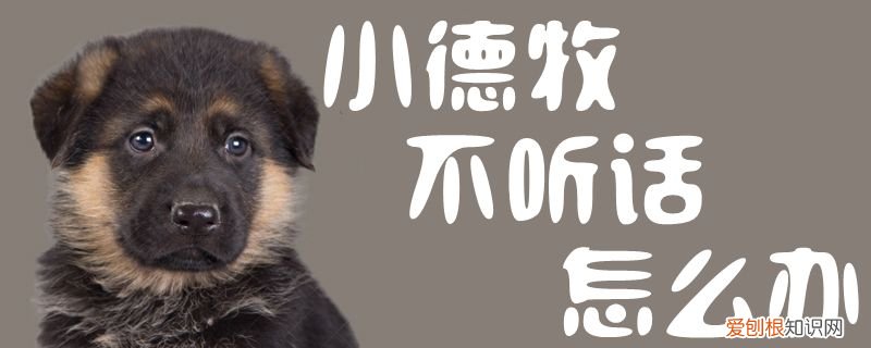 小德牧不听话怎么办,德牧不凶怎么办