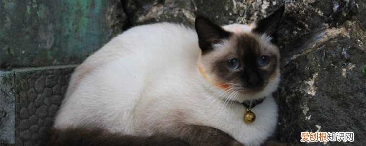 猫咪呕吐黄水是猫瘟吗,猫咪呕吐黄水不拉稀是猫瘟吗,猫咪呕吐黄水泡沫是猫瘟吗